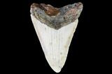 Fossil Megalodon Tooth - North Carolina #109005-1